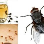 Éliminez les mouches, les cafards et les moustiques de votre maison