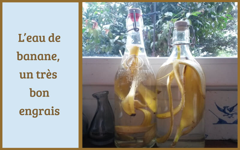 L’eau de banane, un très bon engrais