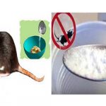 3 méthodes maison pour se débarrasser des Rats