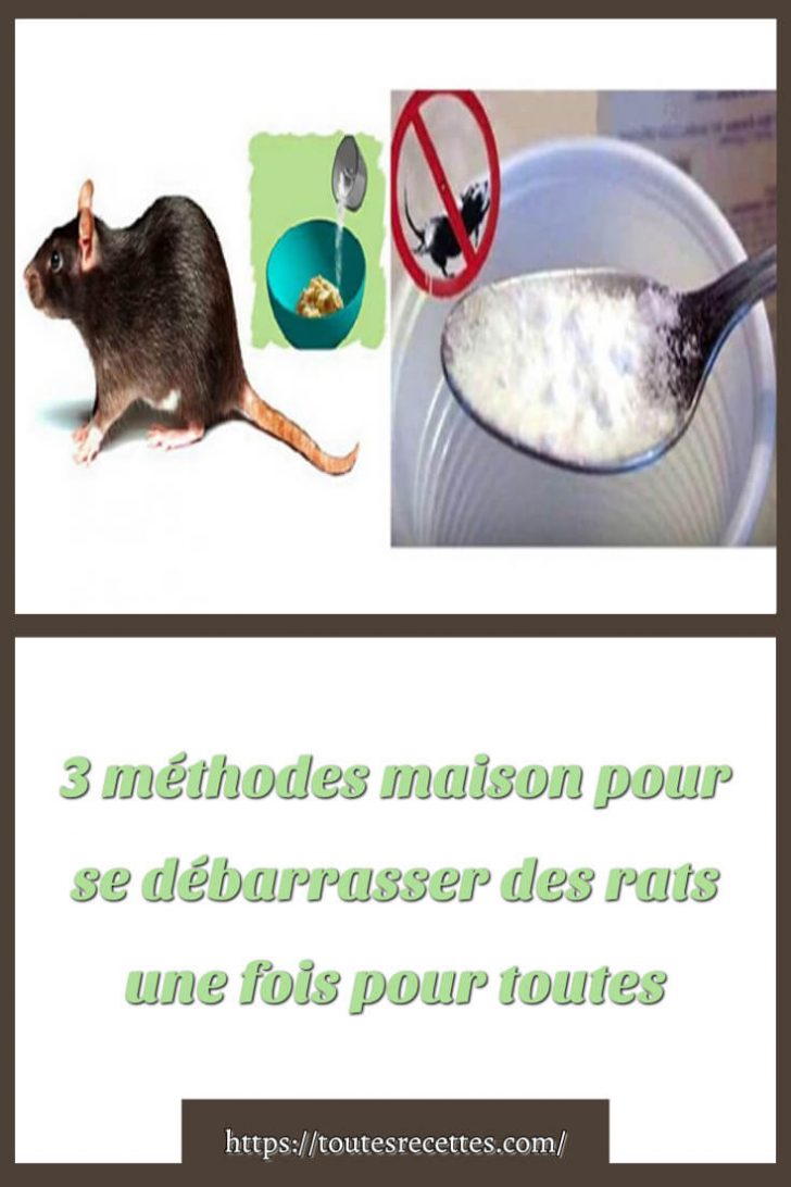 3 méthodes maison pour se débarrasser des Rats Toutes Recettes
