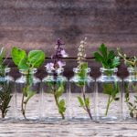 10 plantes que vous pouvez cultiver en intérieur dans l’eau toute l’année