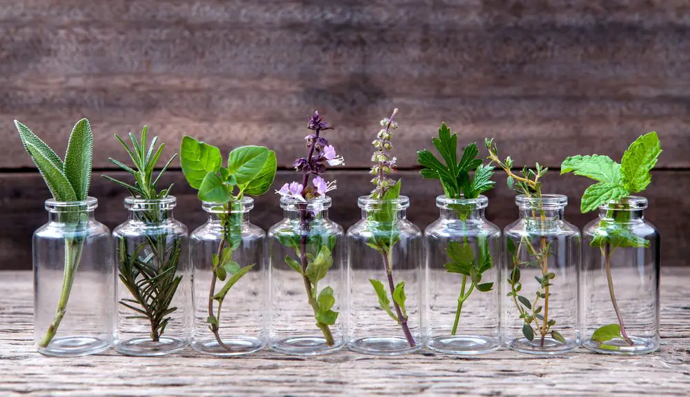10 plantes que vous pouvez cultiver en intérieur dans l’eau toute l’année