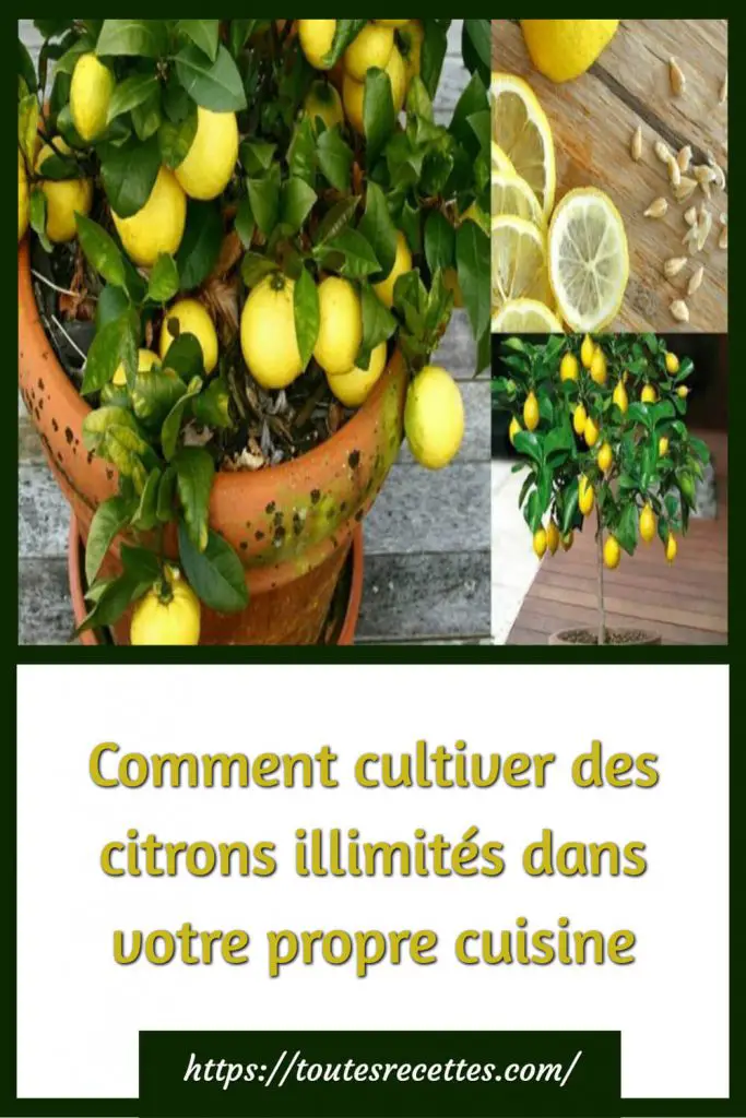 Comment cultiver des citrons illimités dans votre propre cuisine