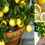 Comment cultiver des citrons illimités dans votre propre cuisine