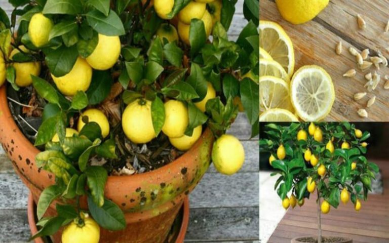 Comment cultiver des citrons illimités dans votre propre cuisine