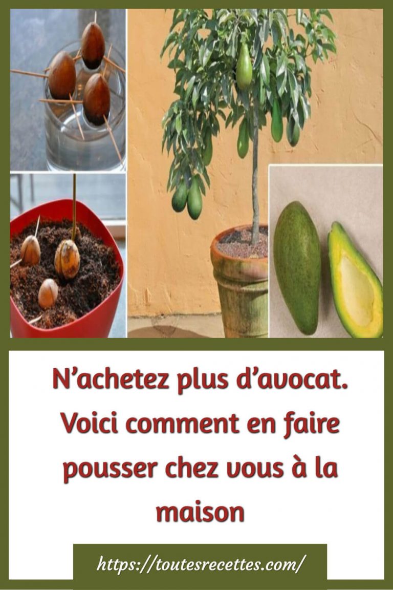 Voici comment en faire pousser un avocat à la maison Toutes Recettes