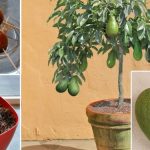 Voici comment en faire pousser un avocat à la maison