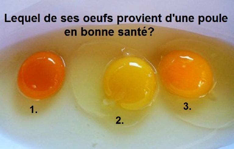 Selon vous, lequel des ces œufs provient d’une poule en bonne santé?