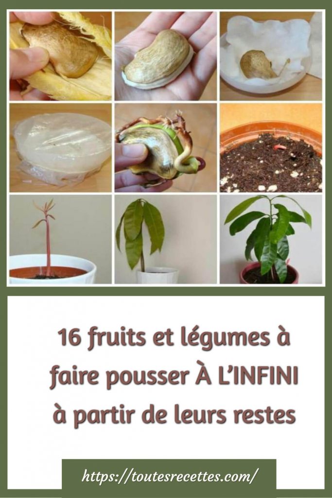 16 fruits et légumes à faire pousser À L’INFINI à partir de leurs restes