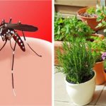 4 Plantes Insectifuges Contre Les Moustiques Très Faciles à Cultiver
