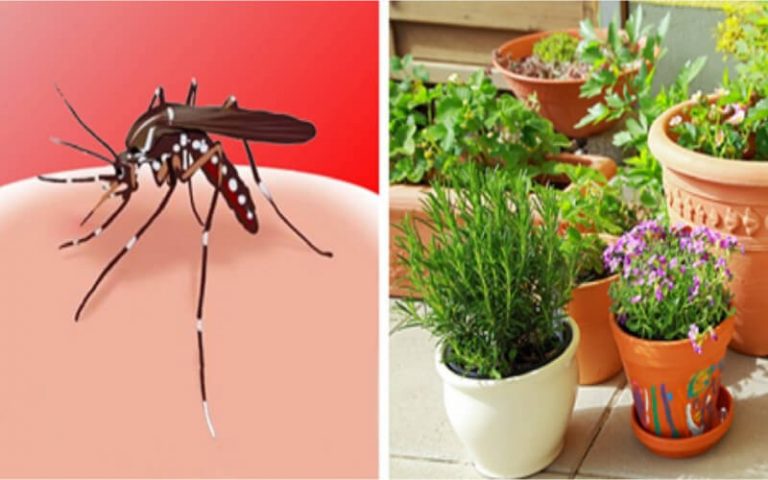 4 Plantes Insectifuges Contre Les Moustiques Très Faciles à Cultiver