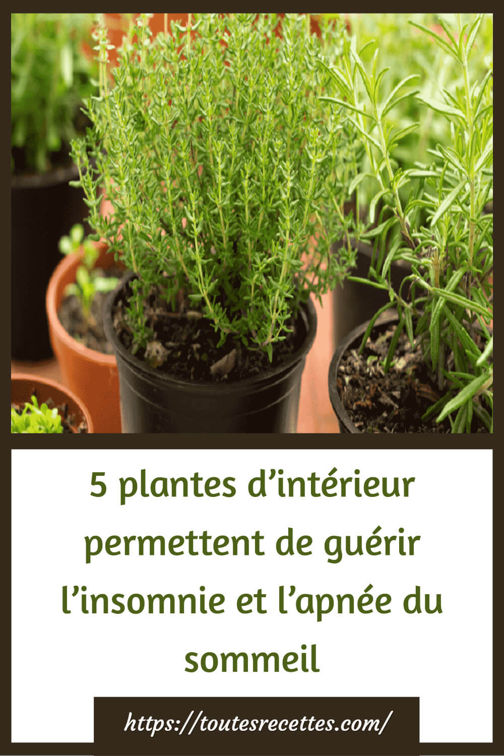 5 plantes d’intérieur permettent de guérir l’insomnie et l’apnée du — free download