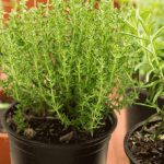 5 plantes d’intérieur permettent de guérir l’insomnie et l’apnée du sommeil