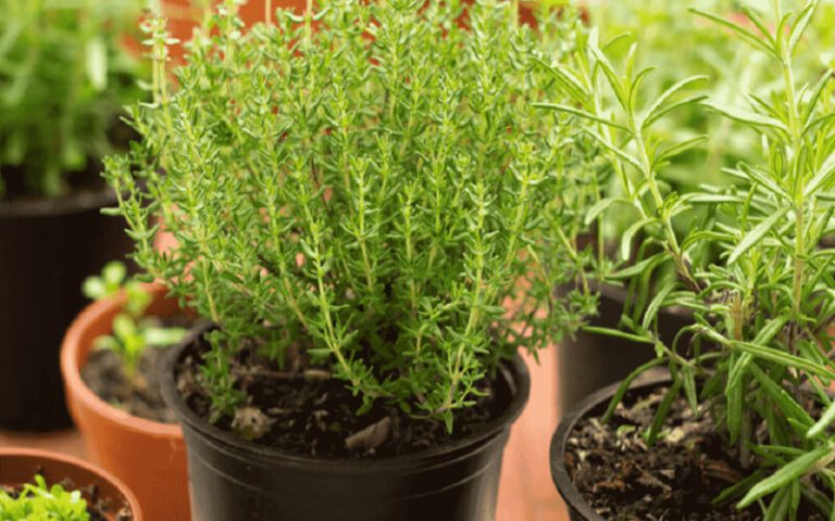 5 plantes d’intérieur permettent de guérir l’insomnie et l’apnée du sommeil