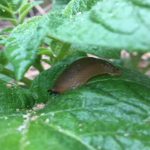 Comment éloigner les limaces naturellement