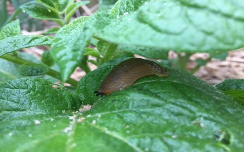 Comment éloigner les limaces naturellement