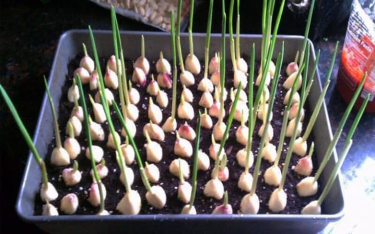 Cultiver de l’ail sans fin avec ces simples astuces jardinières