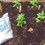 Du Marc de Café pour les Plantes Une Super Astuce de Grand-mère