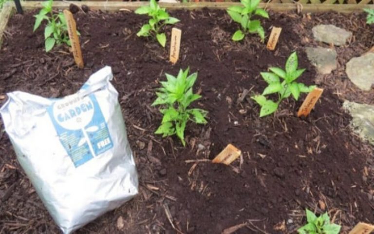Du Marc de Café pour les Plantes ? Une Super Astuce de Grand-mère