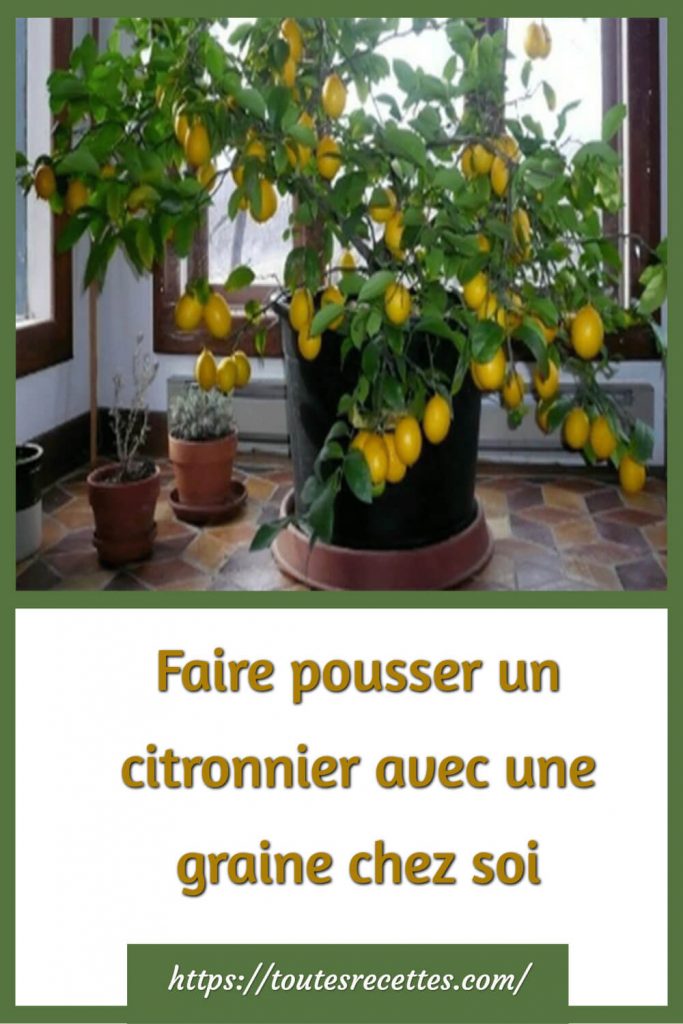 Faire pousser un citronnier avec une graine chez soi