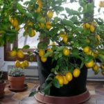 Faire pousser un citronnier avec une graine chez soi