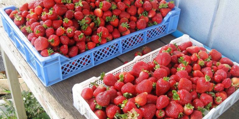 La fraise espagnole dangereuse pour la santé