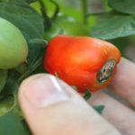 La maladie du cul noir de la tomate
