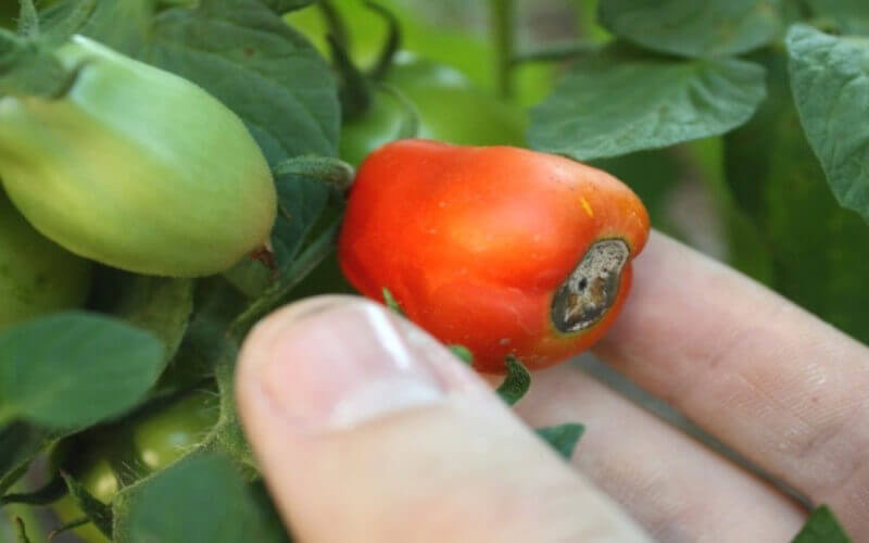 La maladie du cul noir de la tomate