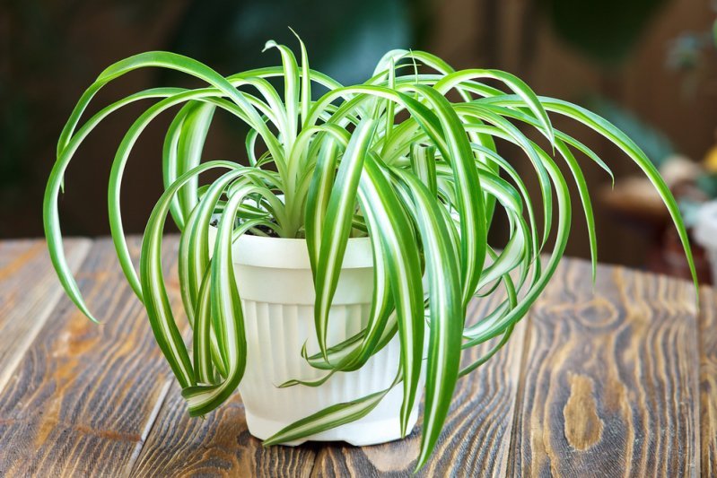 Le chlorophytum chevelu
