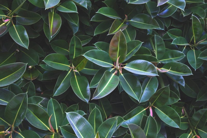 Le ficus