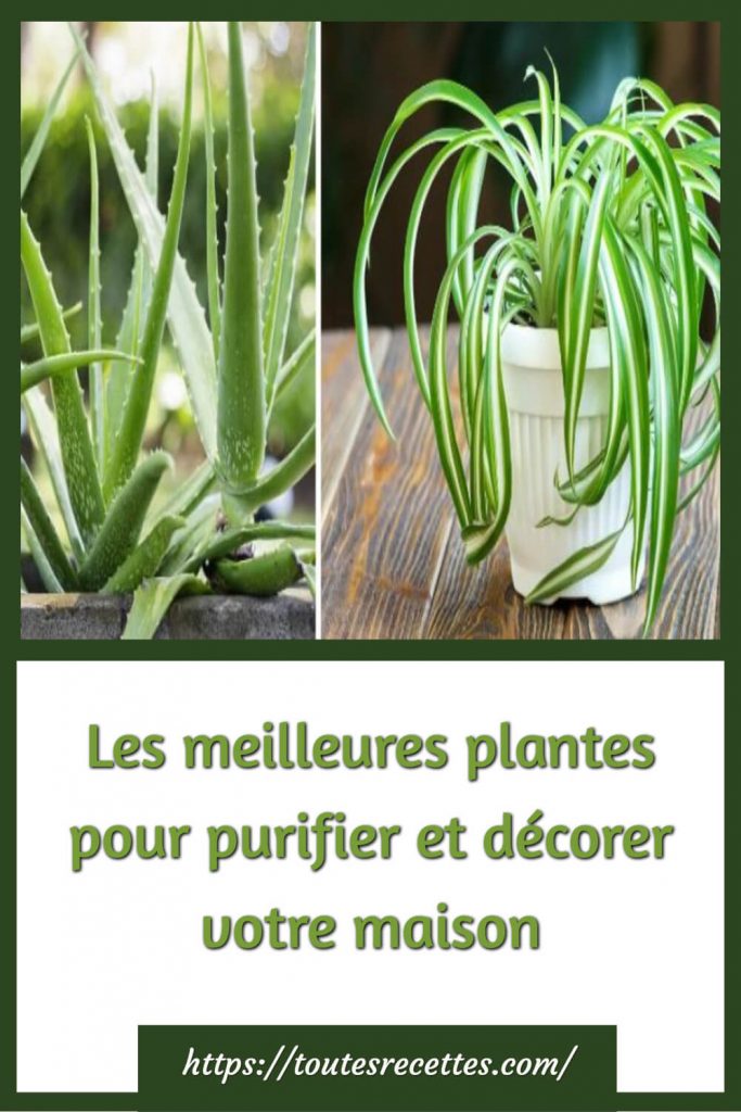 Voici les 4 meilleures plantes qui vous aideront à assainir et purifier votre intérieur