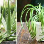 Les meilleures plantes pour purifier et décorer votre maison