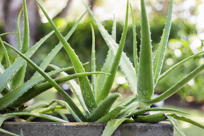 L’Aloe Vera