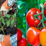 METTEZ CES 8 INGRÉDIENTS DANS LA TERRE POUR FAIRE POUSSER DE SUPERBES TOMATES