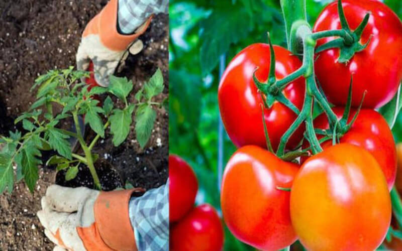 METTEZ CES 8 INGRÉDIENTS DANS LA TERRE POUR FAIRE POUSSER DE SUPERBES TOMATES