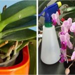 Orchidées 3 astuces simples et efficaces pour les faire renaître