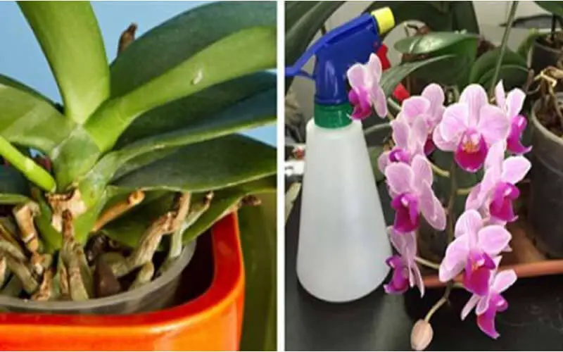 Orchidées 3 astuces simples et efficaces pour les faire renaître