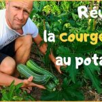 PLANTER LES COURGETTES COMMENT LES RÉUSSIR