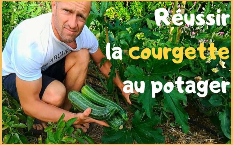 PLANTER LES COURGETTES COMMENT LES RÉUSSIR