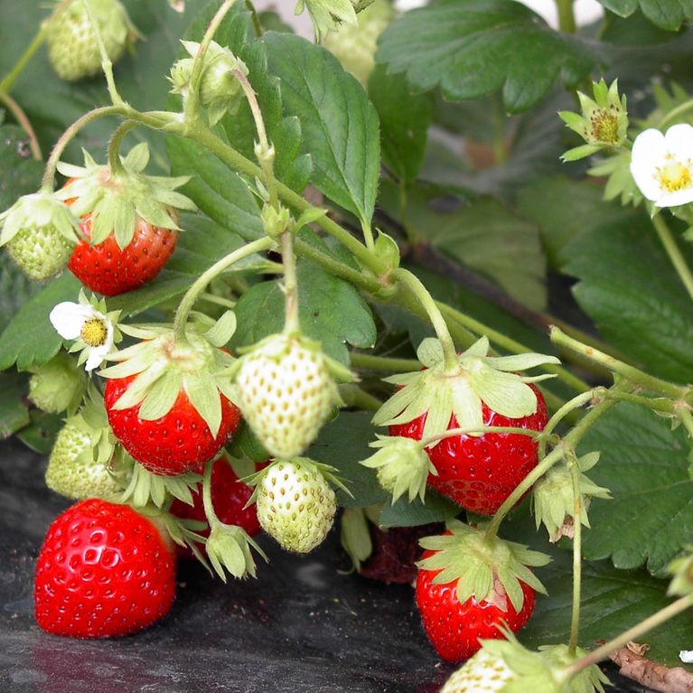 Fraisiers Comment planter, pailler et entretenir un fraisier ?