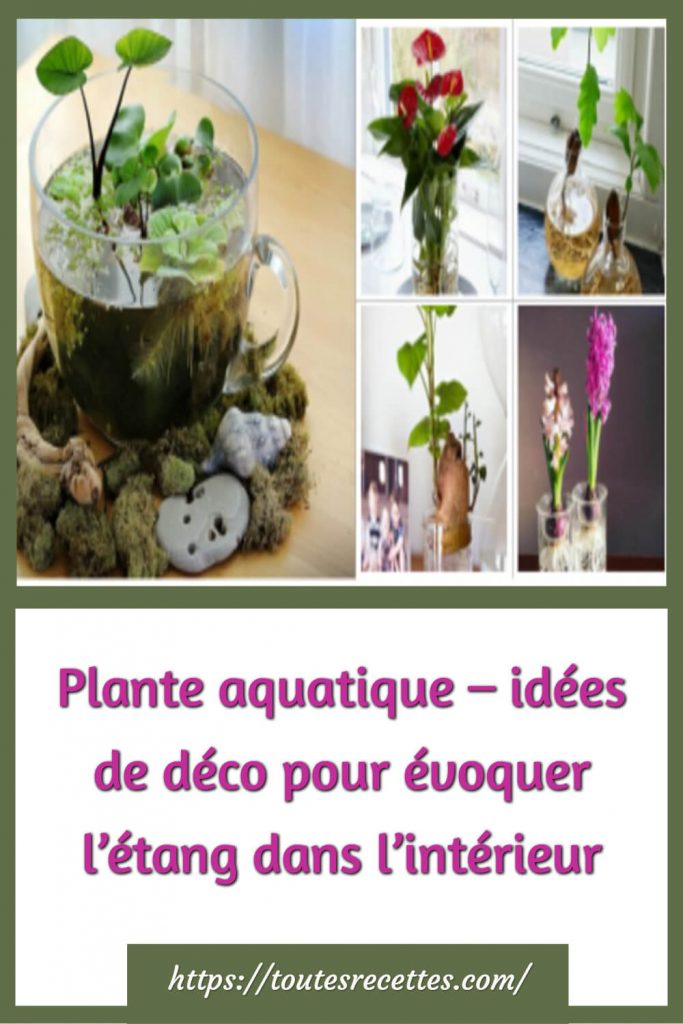 Plante aquatique – idées de déco pour évoquer l’étang dans l’intérieur