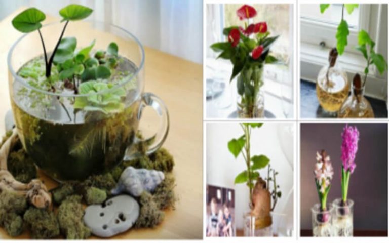 Plante aquatique – idées de déco pour évoquer l’étang dans l’intérieur