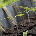 Semis les techniques et les clés de la réussite