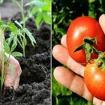 10 secrets de Jardinier pour faire pousser de belles et grosses tomates