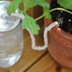 6 astuces pour arroser ses plantes pendant les vacances