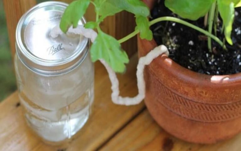6 astuces pour arroser ses plantes pendant les vacances