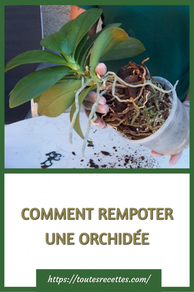 Comment rempoter ses orchidées ? - Rouchette