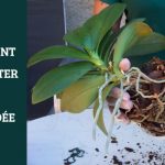 COMMENT REMPOTER UNE ORCHIDÉE