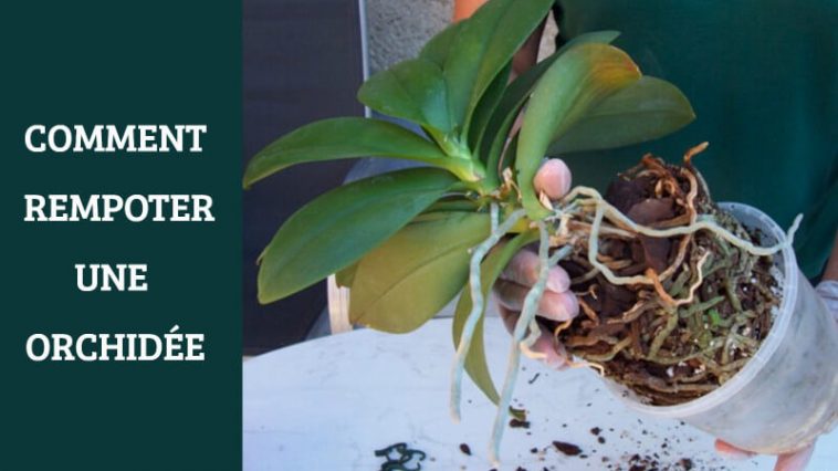 Comment faire refleurir une orchidée? – Toutes Recettes