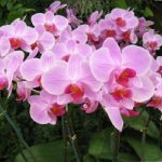 Comment faire refleurir une orchidée